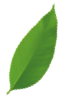 truespark footer leaves